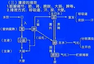 中医基础理论 第35讲 津液(二):生成,输布,排泄,生理功能 气与血的