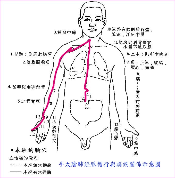 手太阴肺经脉