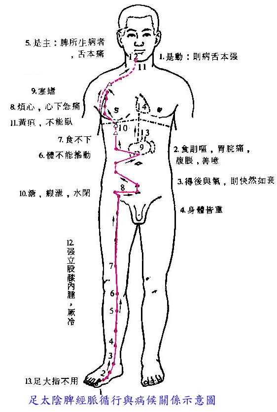 足太阴脾经脉