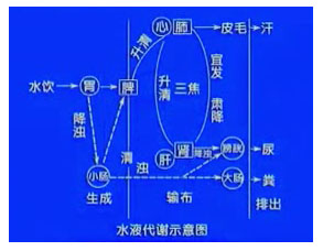 中醫基礎理論 第21講 五臟:腎的生理功能(2) 腎的生理特性